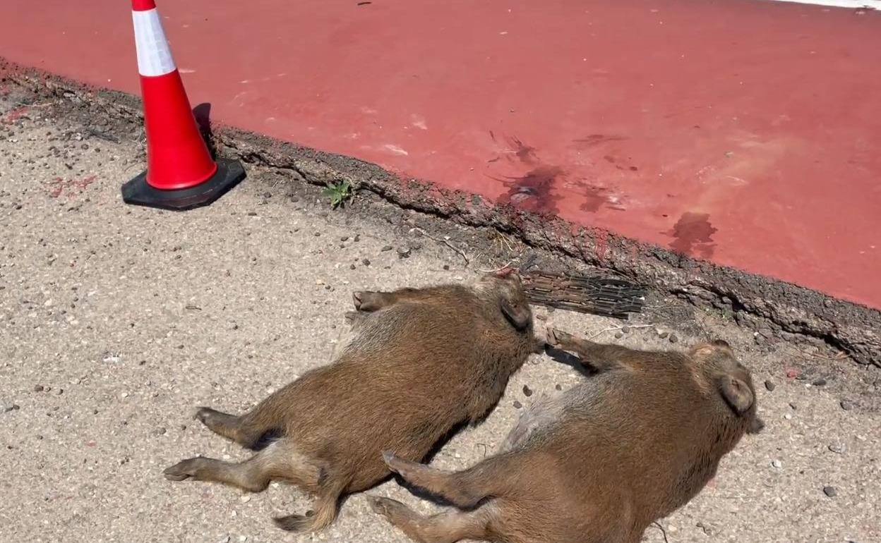 Los Cazadores Valencianos Piden Medidas Ante El Aumento De Accidentes